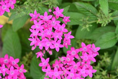 Yaz bahçesinde açan güzel, narin çiçekler, yakın.          