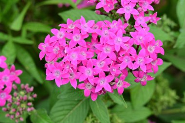 Kapalı yaz bahçesinde açan güzel çiçeklerin manzarası          