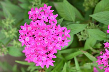 Kapalı yaz bahçesinde açan güzel çiçeklerin manzarası          