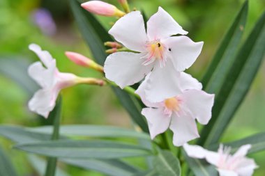Yaz bahçesinde açan güzel, narin çiçekler, yakın.          