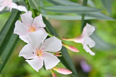 Kapalı yaz bahçesinde açan güzel çiçeklerin manzarası          