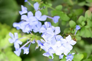 Yaz bahçesinde açan güzel, narin çiçekler, yakın.          