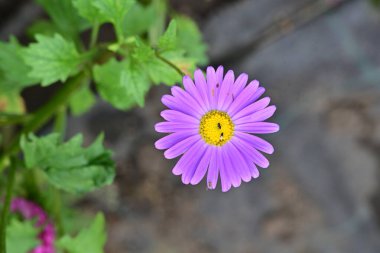 Güzel çiçeğin yakın plan görüntüsü, doğa konsepti.