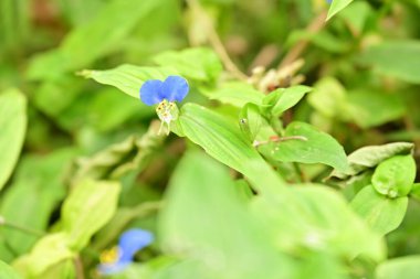 Güzel çiçeğin yakın plan görüntüsü, doğa konsepti.