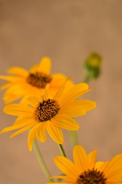 Helianthus flowers on blurred background 