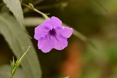 Güzel çiçeğin yakın plan görüntüsü, doğa konsepti.