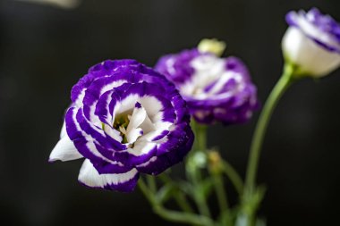 Bahçede mor östoma çiçeği