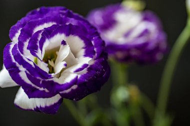 Bahçede mor östoma çiçeği