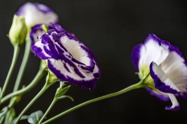 Bahçede mor östoma çiçeği