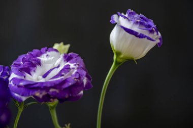 Bahçede mor östoma çiçeği