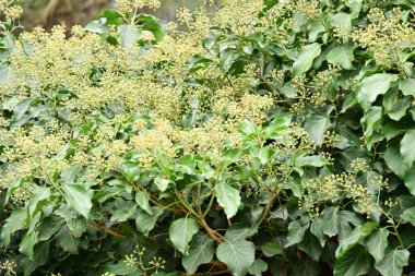 Güzel çiçek açan sıradan bir sarmaşık.