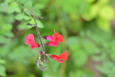 Kapalı yaz bahçesinde açan güzel çiçeklerin manzarası          