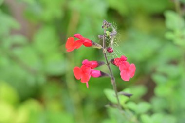Kapalı yaz bahçesinde açan güzel çiçeklerin manzarası          
