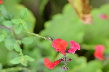 Yaz bahçesinde açan güzel, narin çiçekler, yakın.          