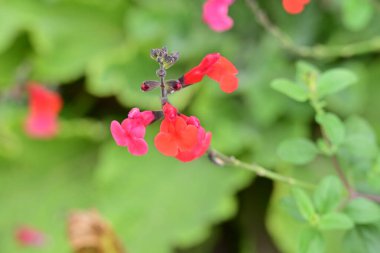 Kapalı yaz bahçesinde açan güzel çiçeklerin manzarası          