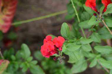 Yaz bahçesinde açan güzel, narin çiçekler, yakın.          