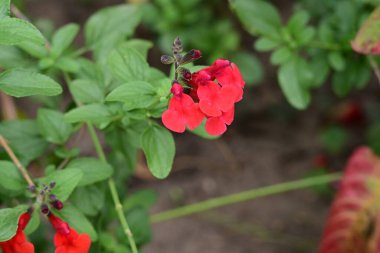 Kapalı yaz bahçesinde açan güzel çiçeklerin manzarası          
