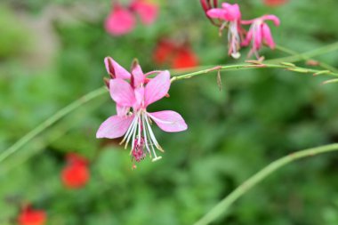 Yaz bahçesinde açan güzel, narin çiçekler, yakın.          