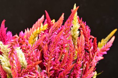 Siyah arkaplanda pembe çiçekler, yakın görünüm