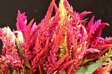 Siyah arkaplanda pembe çiçekler, yakın görünüm