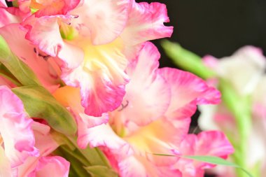 Siyah arkaplanda pembe çiçekler, yakın görünüm