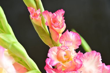 Siyah arkaplanda pembe çiçekler, yakın görünüm