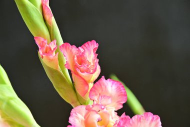 Siyah arkaplanda pembe çiçekler, yakın görünüm