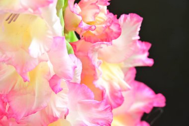 Siyah arkaplanda pembe çiçekler, yakın görünüm