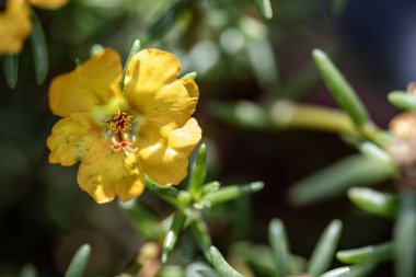 Güzel çiçeğin yakın plan görüntüsü, doğa konsepti.