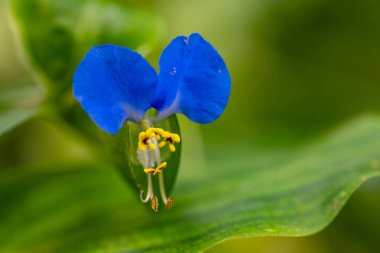 Güzel çiçeğin yakın plan görüntüsü, doğa konsepti.