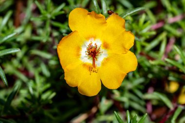 Güzel çiçeğin yakın plan görüntüsü, doğa konsepti.