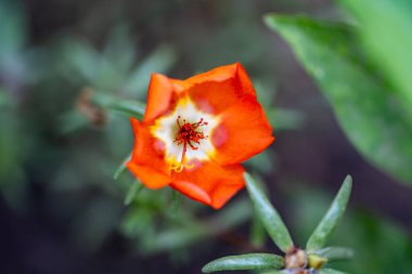 Güzel çiçeğin yakın plan görüntüsü, doğa konsepti.