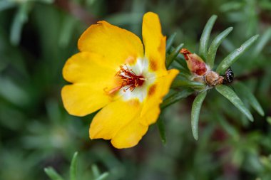 Güzel çiçeğin yakın plan görüntüsü, doğa konsepti.