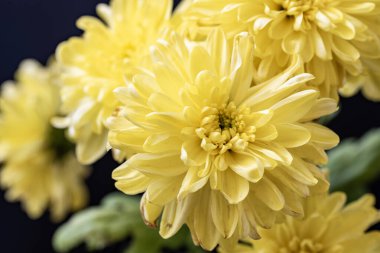 Siyah arkaplanda sarı çiçekler. Yakın çekim.