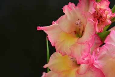 Siyah arkaplanda gladiolus çiçekleri, yakın görünüm