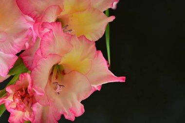 Siyah arkaplanda gladiolus çiçekleri, yakın görünüm
