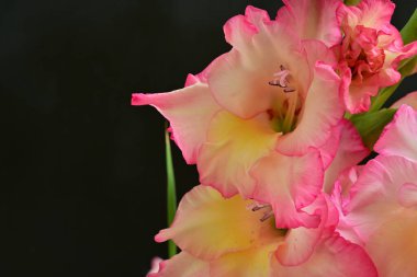 Siyah arkaplanda gladiolus çiçekleri, yakın görünüm