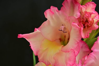 Siyah arkaplanda gladiolus çiçekleri, yakın görünüm