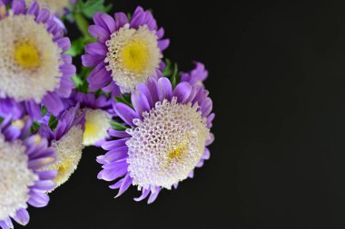 Siyah arkaplanda menekşe ve beyaz buket yakın çekim