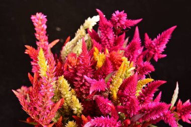 Siyah arkaplanda pembe çiçekler, yakın görünüm