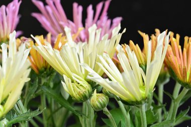 Pembe ve sarı kasımpatı çiçekleri siyah arka planda çiçek açar..