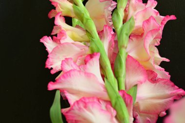 Siyah arka planda hassas pembe gladiolus çiçeklerinin detaylı çekimi.