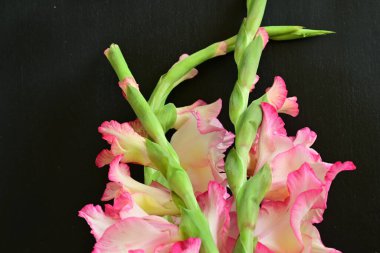 Siyah arka planda yakalanan hassas pembe gladiolus çiçeklerinin detaylı görüntüleri..