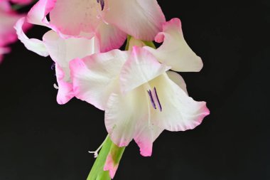 Siyah arkaplanda güzel pembe gladiolus çiçeklerini yakın plan çek