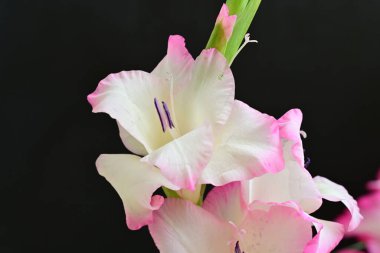 Siyah arka planda yakalanan hassas pembe gladiolus çiçeklerinin ayrıntılı görüntüsü.