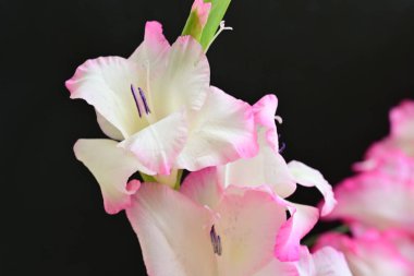 Siyah arka planda yakalanan hassas pembe gladiolus çiçeklerinin çiçek kompozisyonu.
