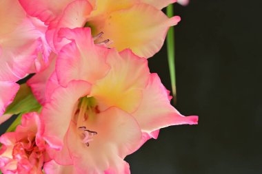 Siyah arkaplanda güzel pembe gladiolus çiçeklerini yakın plan çek