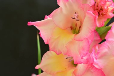 Siyah arka planda yumuşak taç yaprakları olan yumuşak pembe gladiolus çiçeklerinin bileşimi.