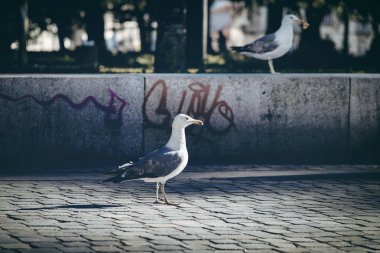 Sokaktaki martı.