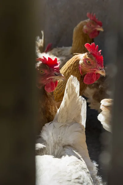 Ortak tavuk tavuk pil kafes kalabalık